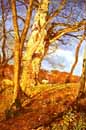 Inchbold,