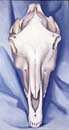 O'Keeffe,