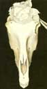 O'Keeffe,