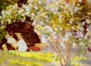 Kroyer,