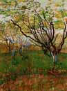 Vincent