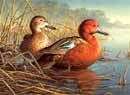 Ducks