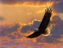 Flying