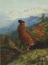 Satyr