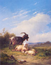 Goats