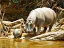 Hippo