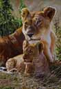 Lioness