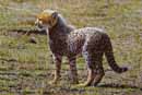 Mischievious
