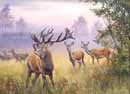 Deers