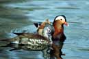 Ducks