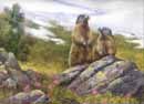 Groundhogs