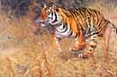 Bengal
