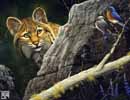 Bobcat