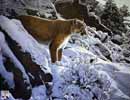 Cougar