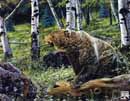 Grizzly