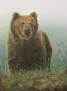 Grizzly