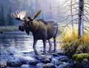 Moose
