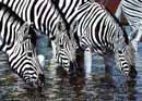 Zebras