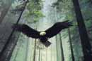 Flying