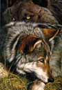 Wolves