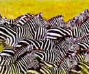 Zebras