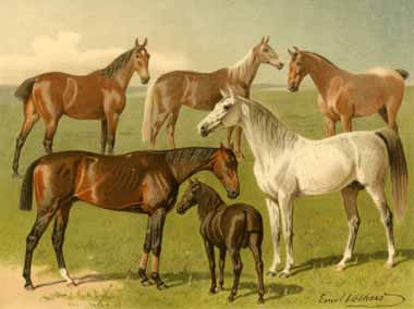 Painting Code#5463-Emil Volkers - Horse Breeds I