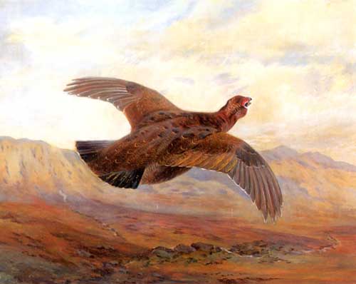 Painting Code#5689-Archibald Thorburn - Red Grouse in Flight