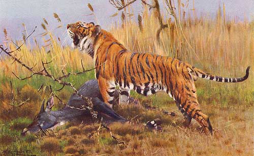 Painting Code#5801-Wilhelm Kuhnert - Tiger