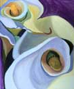Calla