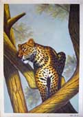 Larger Paintings