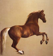 Animals Oil Paintings