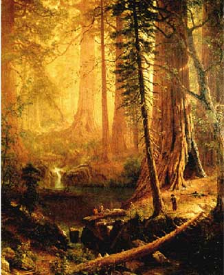 Painting Code#2427-Bierstadt, Albert(USA): Giant Redwood Trees of California