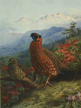 Painting Code#5008-Satyr Tragopan