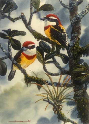Painting Code#5025-Dan Lane - Scarlet-banded Barbet