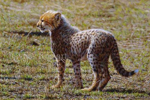 Painting Code#5040-Mischievious Cub