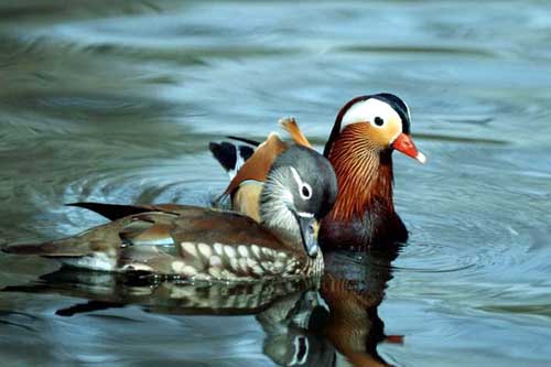 Painting Code#5067-Ducks