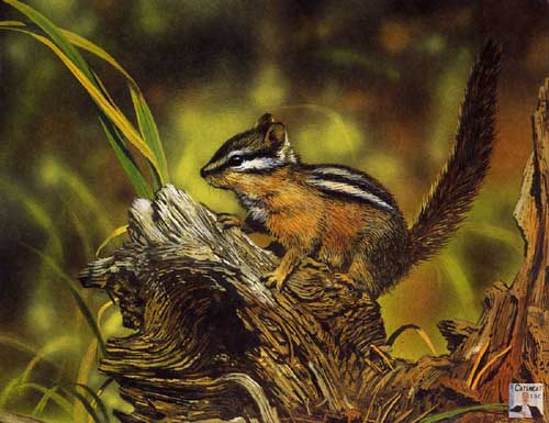 Painting Code#5088-Chipmunk