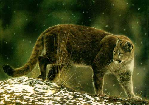 Painting Code#5102-A Glance, Wild Cat