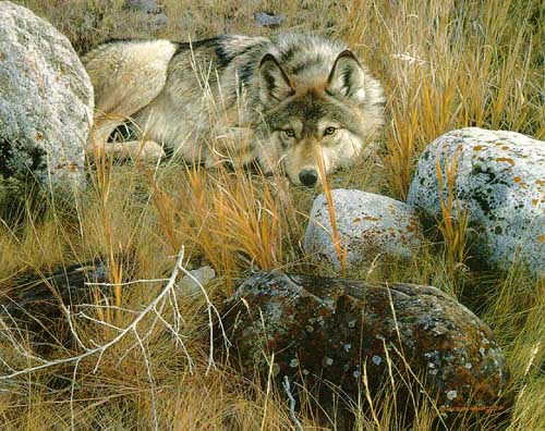 Painting Code#5122-Wolf