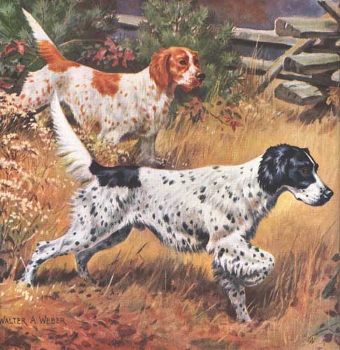Painting Code#5137-Walter A. Weber: English Setter 