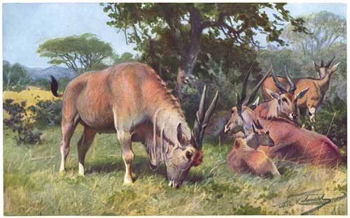 Painting Code#5143-Wilhelm Kuhnert - Elenantilope