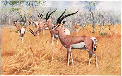 Painting Code#5144-Wilhelm Kuhnert - Grant's gazelle