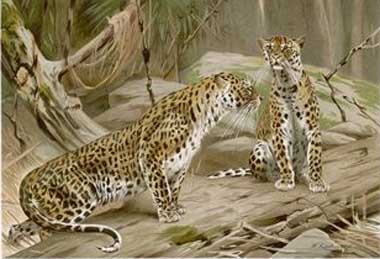 Painting Code#5148-Wilhelm Kuhnert - Two Leopards in the Wild