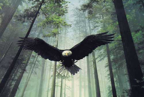 Painting Code#5203-Flying Eagle