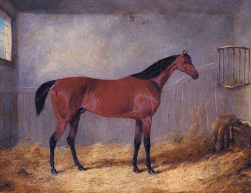 Painting Code#5294-Herring, Jnr., John Frederick: The Duke Of Grafton's Bolivar In A Stable
