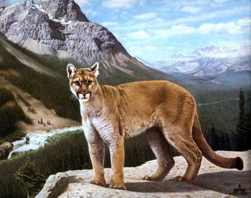 Painting Code#5425-Puma