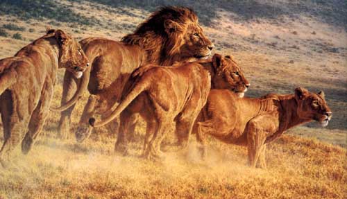 Painting Code#5484-Lions