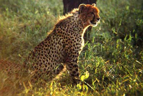 Painting Code#5501-Leopard