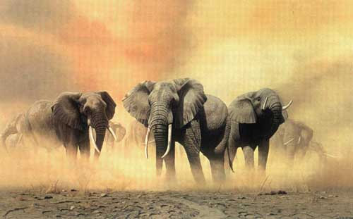 Painting Code#5509-Elephants