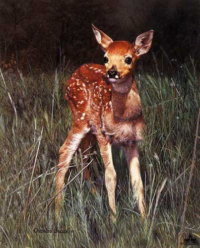 Painting Code#5543-Fawn